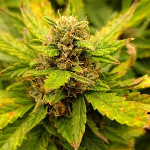 Gorilla Glue Auto  growlog timeline photo