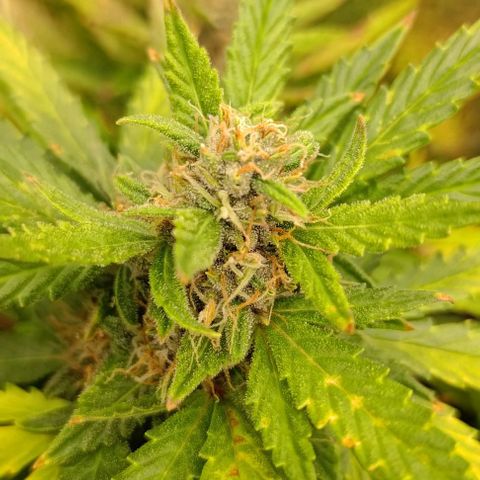 Gorilla Glue Auto  growlog timeline photo