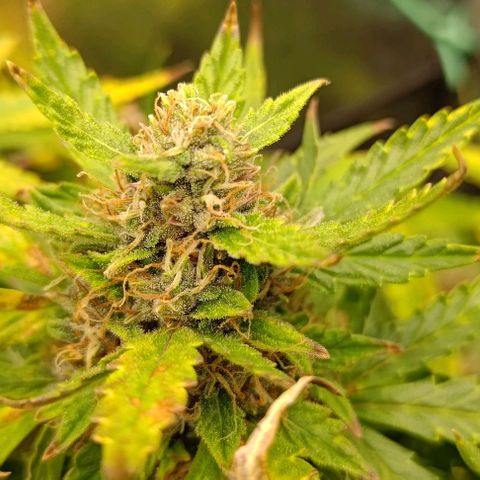 Gorilla Glue Auto  growlog timeline photo