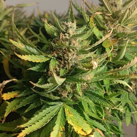 Gorilla Glue Auto  growlog photo: Pre harvest