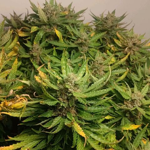 Gorilla Glue Auto  growlog photo: Pre harvest