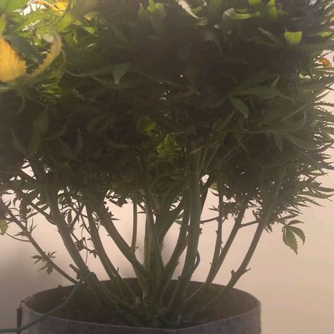 Gorilla Glue Auto  growlog photo: Pre harvest