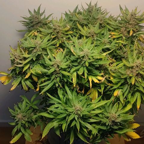 Gorilla Glue Auto  growlog photo: Pre harvest