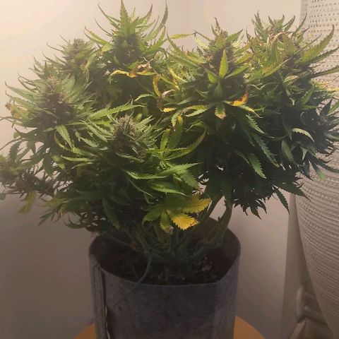 Gorilla Glue Auto  growlog photo: Pre harvest
