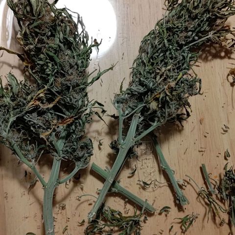 Gorilla Glue Auto  growlog timeline photo