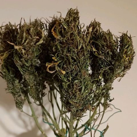 Gorilla Glue Auto  growlog timeline photo