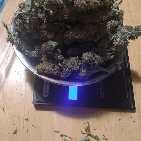 Gorilla Glue Auto  growlog timeline photo