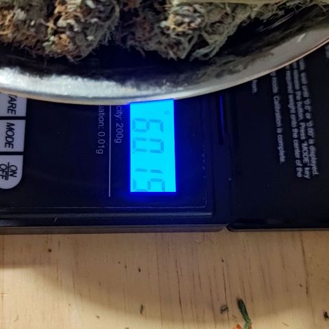 Gorilla Glue Auto  growlog timeline photo