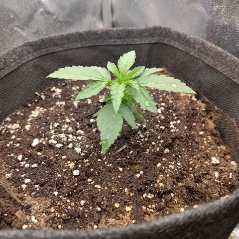 Sticky Beast Automatic growlog timeline photo
