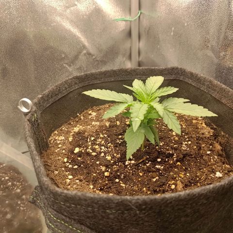 Sticky Beast Automatic growlog timeline photo