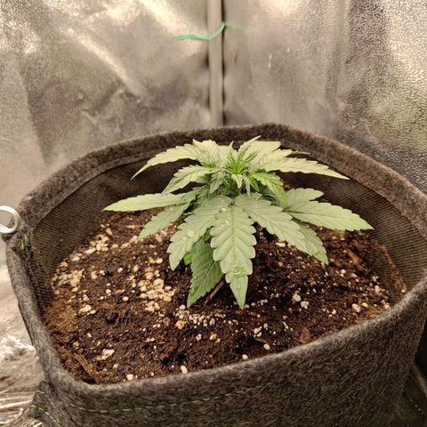 Sticky Beast Automatic growlog timeline photo
