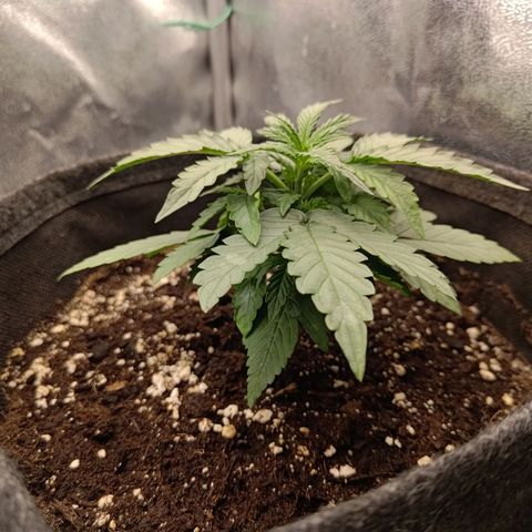 Sticky Beast Automatic growlog timeline photo
