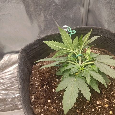 Sticky Beast Automatic growlog timeline photo