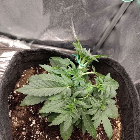 Sticky Beast Automatic growlog timeline photo