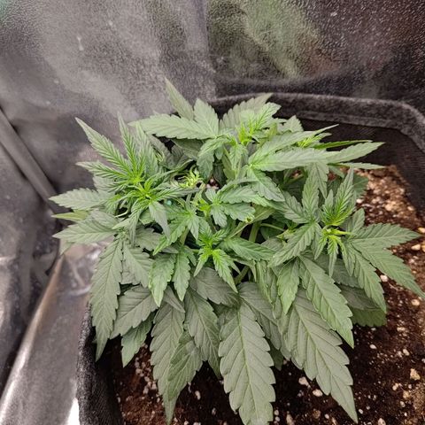Sticky Beast Automatic growlog timeline photo