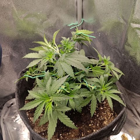 Sticky Beast Automatic growlog timeline photo