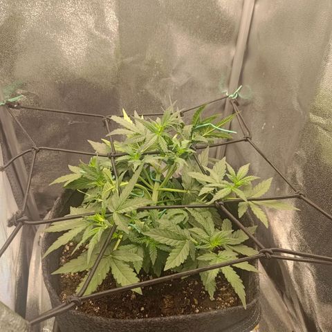 Sticky Beast Automatic growlog timeline photo