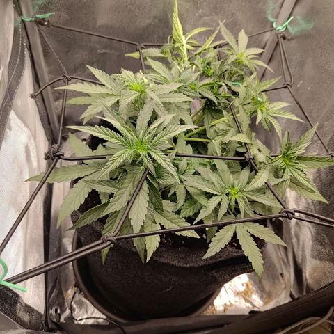 Sticky Beast Automatic growlog timeline photo