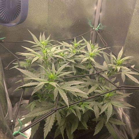 Sticky Beast Automatic growlog timeline photo