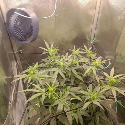 Sticky Beast Automatic growlog timeline photo