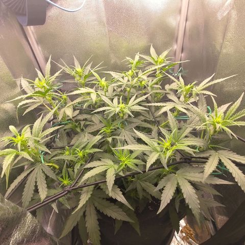 Sticky Beast Automatic growlog timeline photo