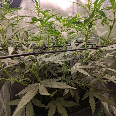 Sticky Beast Automatic growlog timeline photo