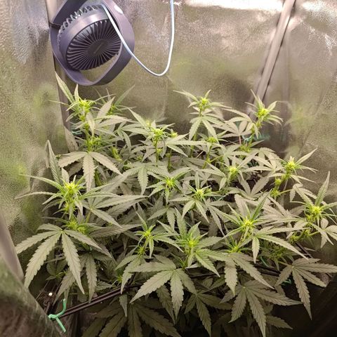 Sticky Beast Automatic growlog timeline photo