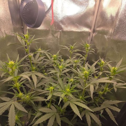 Sticky Beast Automatic growlog timeline photo