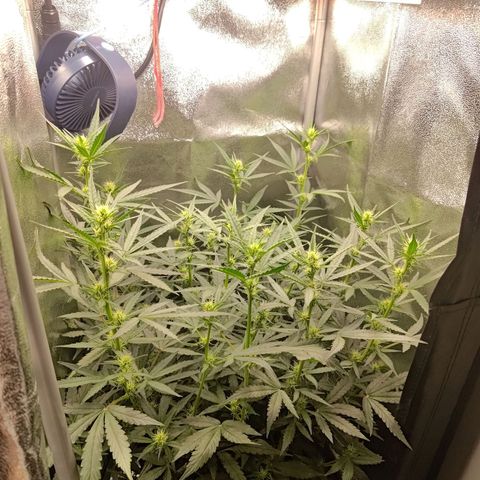 Sticky Beast Automatic growlog photo: Slowly running out of space