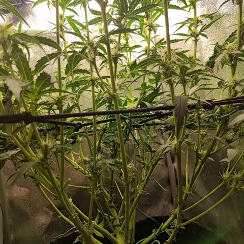 Sticky Beast Automatic growlog timeline photo