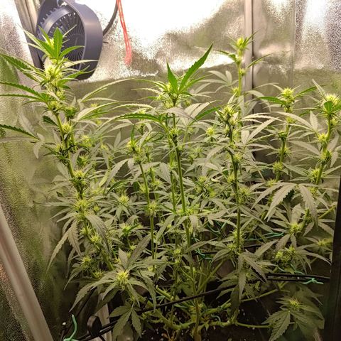 Sticky Beast Automatic growlog timeline photo