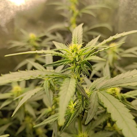 Sticky Beast Automatic growlog timeline photo