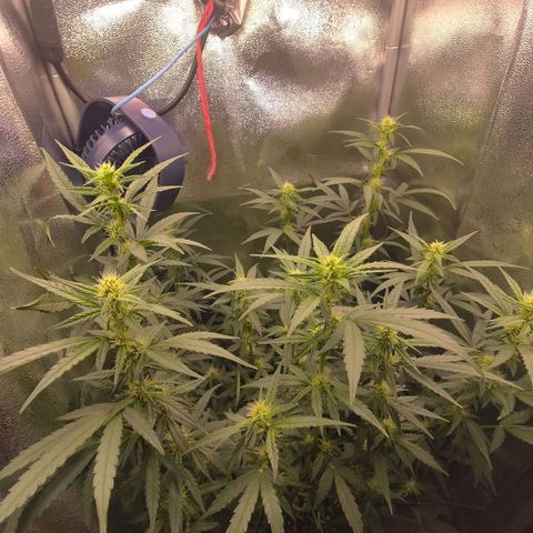 Sticky Beast Automatic growlog timeline photo