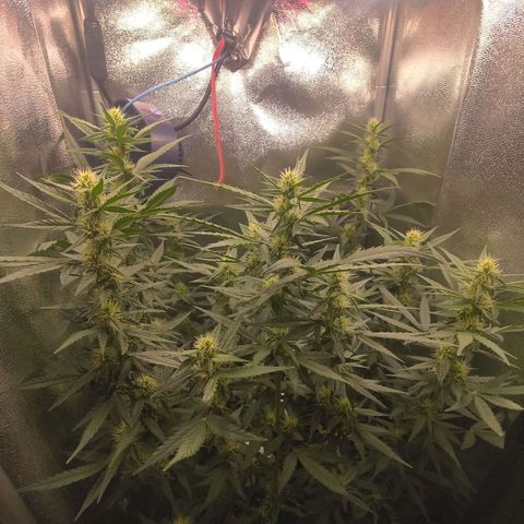 Sticky Beast Automatic growlog timeline photo