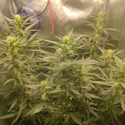 Sticky Beast Automatic growlog timeline photo