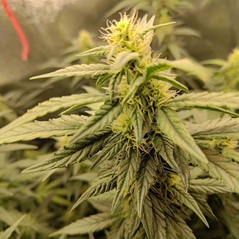 Sticky Beast Automatic growlog timeline photo