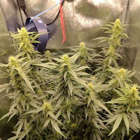 Sticky Beast Automatic growlog timeline photo