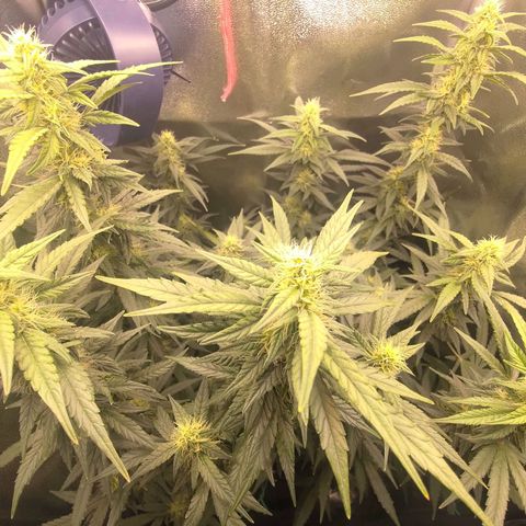 Sticky Beast Automatic growlog timeline photo