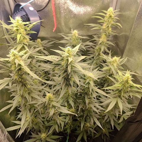 Sticky Beast Automatic growlog timeline photo