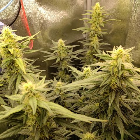 Sticky Beast Automatic growlog timeline photo