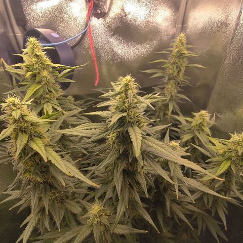 Sticky Beast Automatic growlog timeline photo