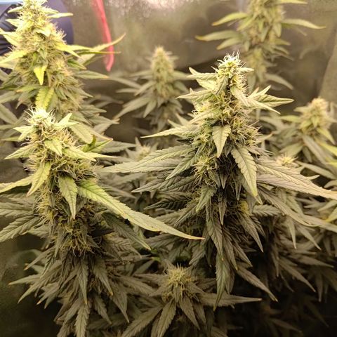Sticky Beast Automatic growlog timeline photo