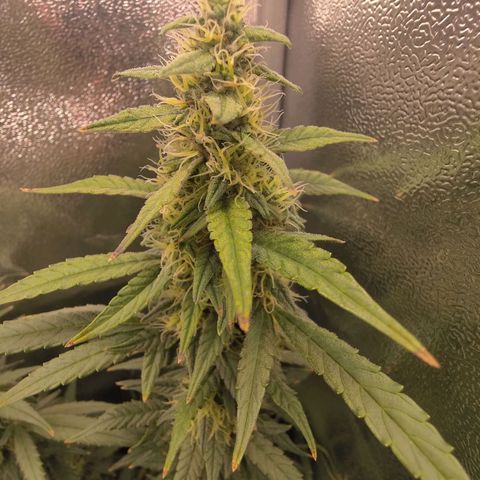 Sticky Beast Automatic growlog timeline photo