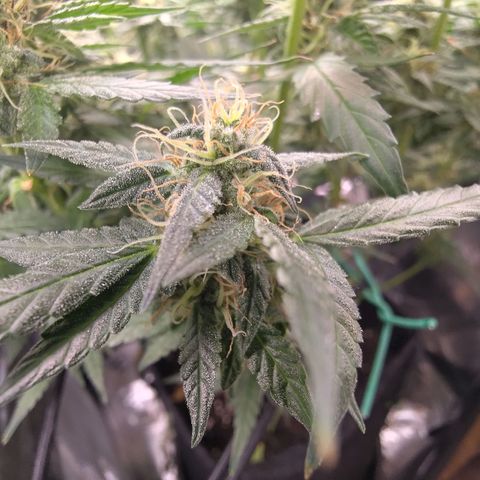 Sticky Beast Automatic growlog timeline photo