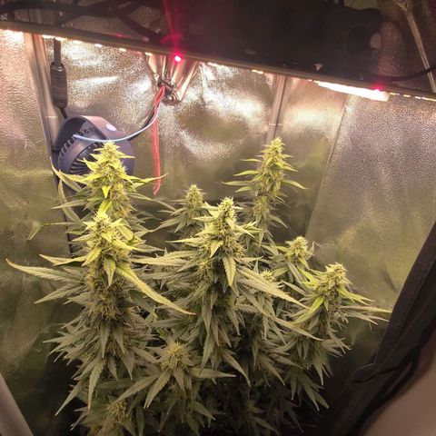 Sticky Beast Automatic growlog timeline photo