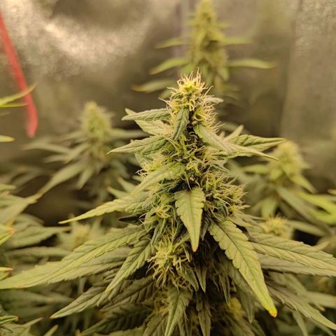 Sticky Beast Automatic growlog timeline photo