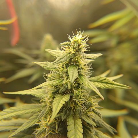 Sticky Beast Automatic growlog timeline photo
