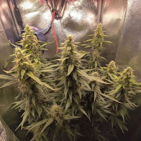 Sticky Beast Automatic growlog timeline photo