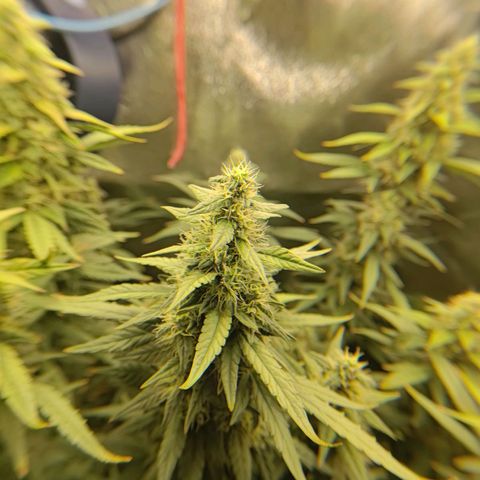 Sticky Beast Automatic growlog timeline photo