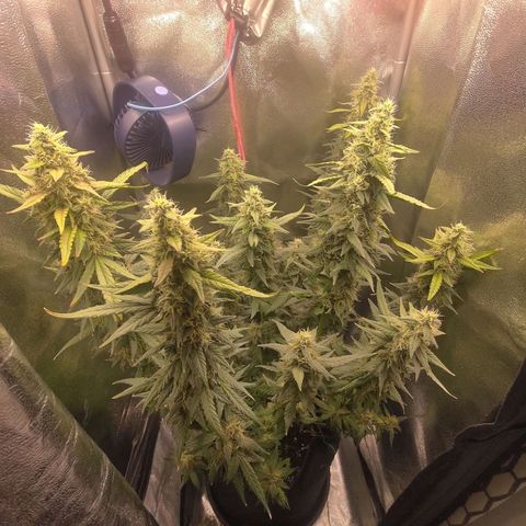 Sticky Beast Automatic growlog photo: Defoliation 